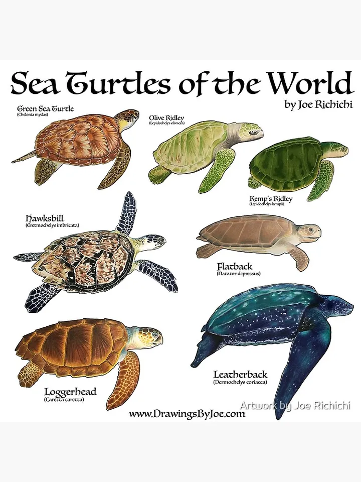 seven species of sea turtles